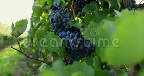 一排排蓝葡萄的葡萄园视频的预览图