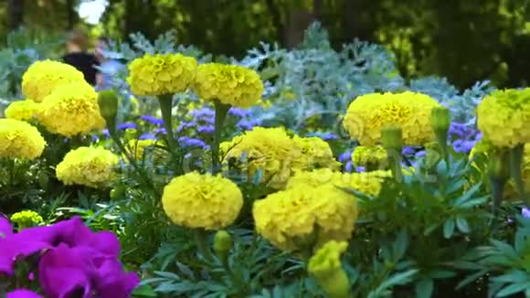 城市公园的花坛视频的预览图