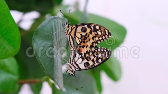 两只蝴蝶在一片绿叶背景上展开翅膀特写蝴蝶交配复制空间视频的预览图