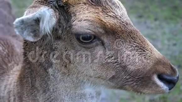 一只小鹿鹿的头视频的预览图