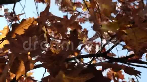 金秋红叶镜头橡树树的叶子随风飘扬视频的预览图