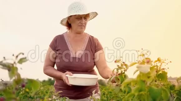 一位穿着白色裤子棕色T恤和白色帽子的老妇人从灌木丛中摘下覆盆子浆果然后把它们放进去视频的预览图