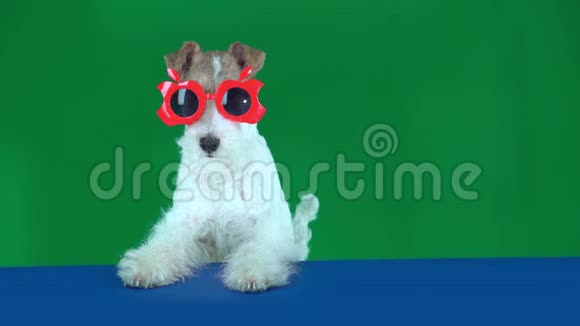 狐狸猎犬坐在红色眼镜拿着一个空白的标语牌准备你的文字或产品绿色屏幕视频的预览图
