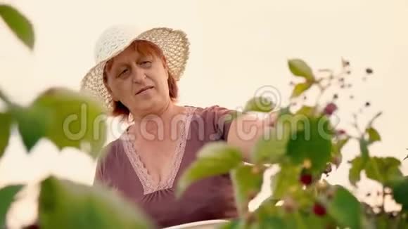 一位穿着棕色T恤和白色帽子的老妇人从灌木丛中摘下覆盆子浆果把它们放进一个白色的碗里视频的预览图