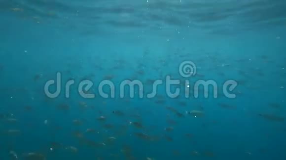 一群海鱼在游泳视频的预览图
