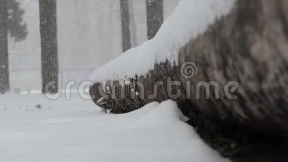 乌克兰森林中真正的暴风雪和倒下的树干视频的预览图