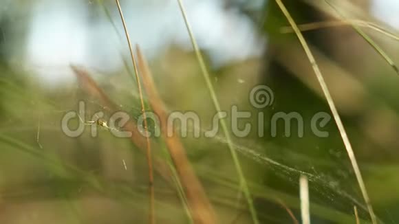 阳光森林里的野生蜘蛛视频的预览图