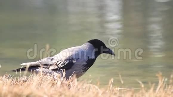 黎明时戴帽的乌鸦饮水视频的预览图