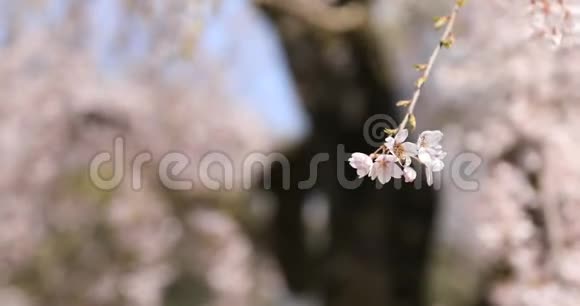 东京鹿角公园的樱花和蜜蜂手持视频的预览图