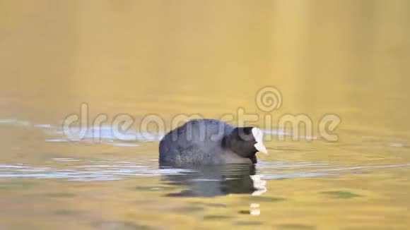 在阳光明媚的一天库特漂浮在美丽的湖面上视频的预览图