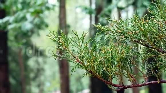 模糊背景下降雨对森林松枝的湿润作用视频的预览图