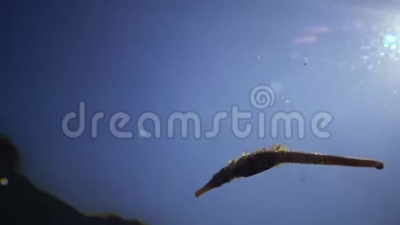 短鼻海马海马漂浮在水柱中黑海视频的预览图