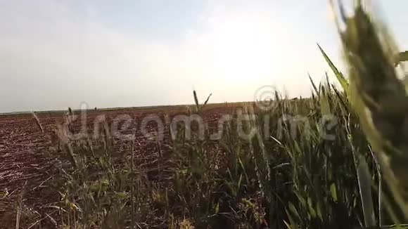 绿色小麦近景风日时间视频的预览图