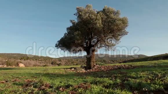 田野里的孤树视频的预览图