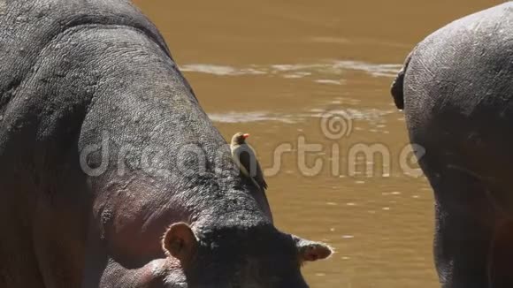 肯尼亚马赛马拉的河马和啄木鸟视频的预览图