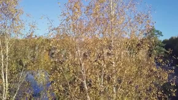 秋天鸟瞰一棵金色的桦树视频的预览图