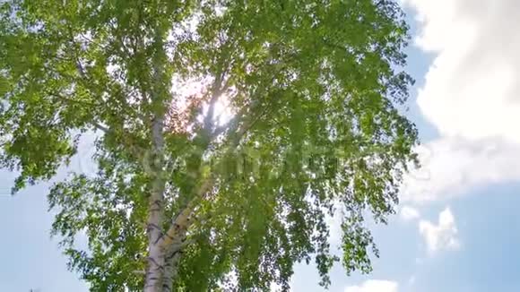 白桦树上嫩绿的叶子基本观点视频的预览图