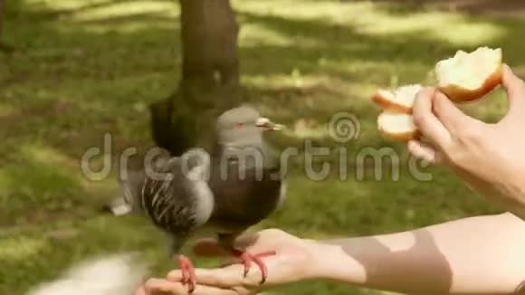 鸽子吃苹果视频的预览图