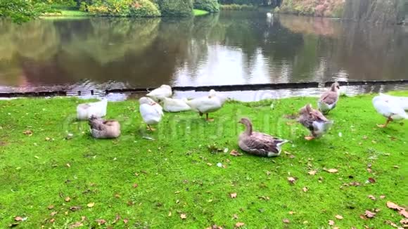 鹅一条腿放松咬在河上视频的预览图