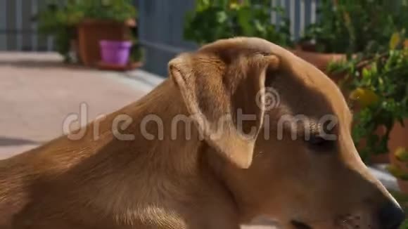 金色小狗在户外休息视频的预览图