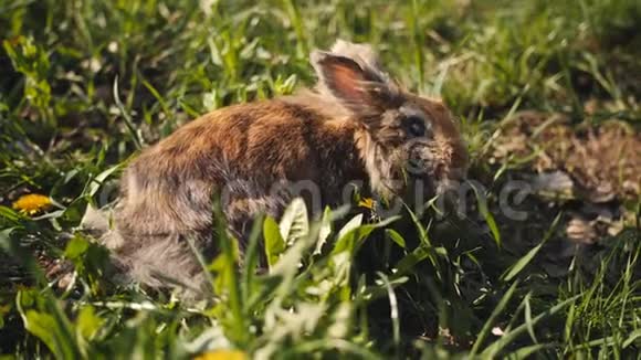 小兔子在晴天吃草班尼布朗视频的预览图