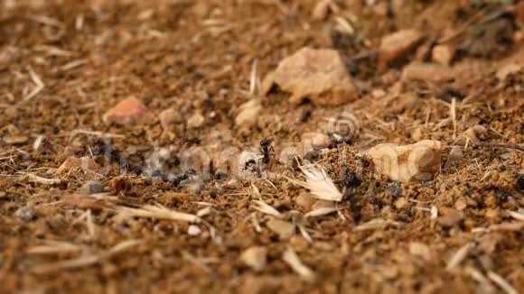 蚂蚁在工作在蚁穴内引入礼让视频的预览图