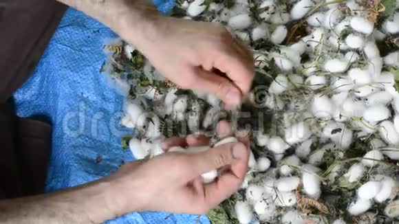 人从蚕茧壳中取出多余的纤维丝线和丝织物的来源视频的预览图