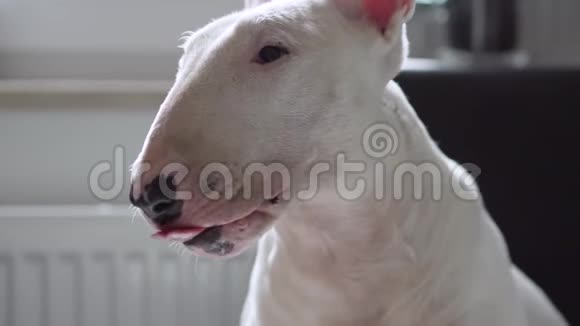 慢动作的牛犬伸出舌头饥饿的概念等待美味的食物视频的预览图