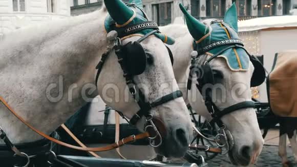 美丽优雅身着绿色耳机的白马眼罩和帽子维也纳奥地利传统马车视频的预览图