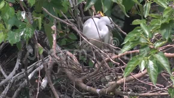 白鹭在树上的缓慢运动小白鹭准备筑巢视频的预览图