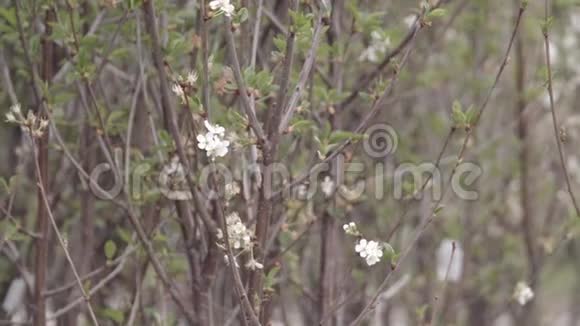 春天的樱桃花视频的预览图