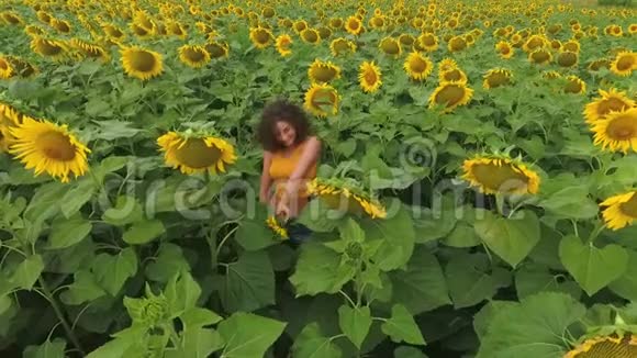 鸟瞰大葵花田和年轻迷人的卷曲女孩站在一排排植物之间连接视频的预览图