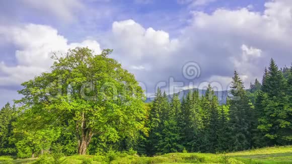 森林峡谷和云上的老树时间流逝视频的预览图