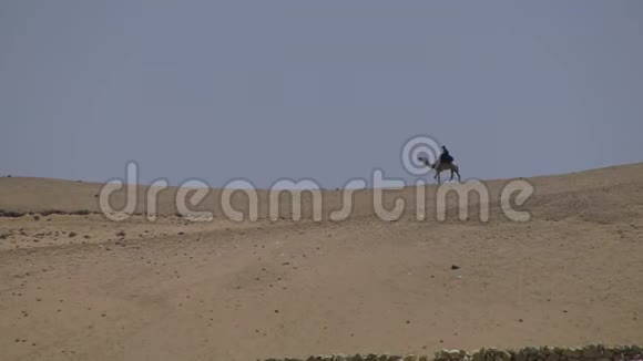 骆驼和骑它的人保持距离视频的预览图