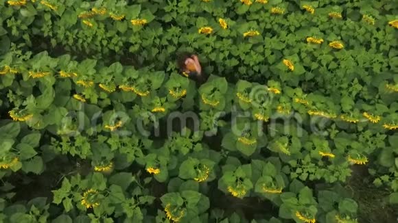 美丽的大葵花田和年轻迷人的卷曲女孩站在一排排植物之间的空中景色视频的预览图