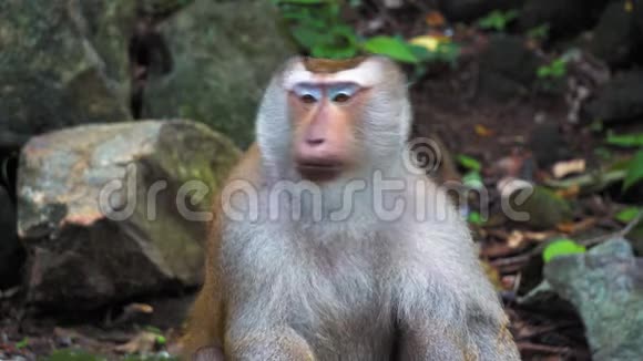 丛林中的猴子在岩石上视频的预览图