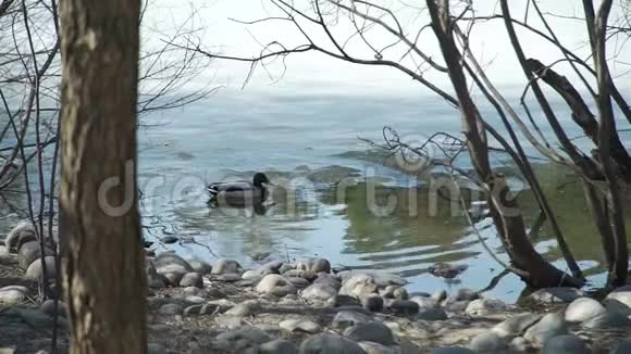 早春鸭在公园池塘游泳视频的预览图