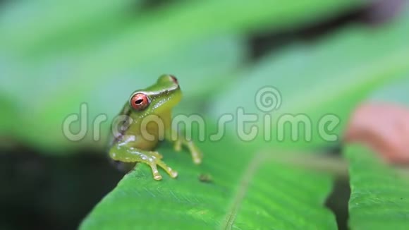小绿树蛙呼吸坐在一片明亮的绿叶的边缘视频的预览图
