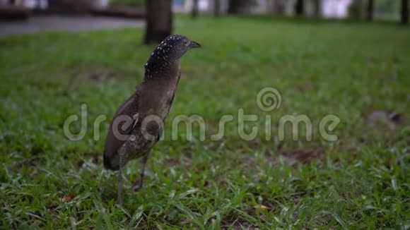 4天下雨的时候在台北公园的绿草上K马来西亚夜鹭视频的预览图