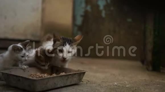 两只无家可归的小猫吃猫粮东欧无家可归的动物问题动物收容所收养视频的预览图