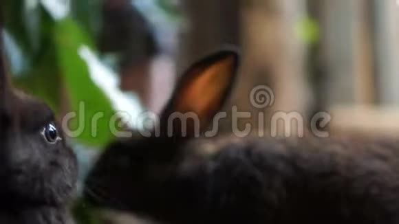 小兔子在笔里吃绿叶兔子农场饲养动物视频的预览图