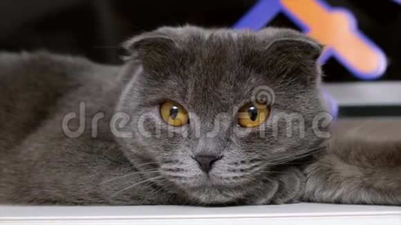 英国灰色短毛猫黄眼肖像视频的预览图