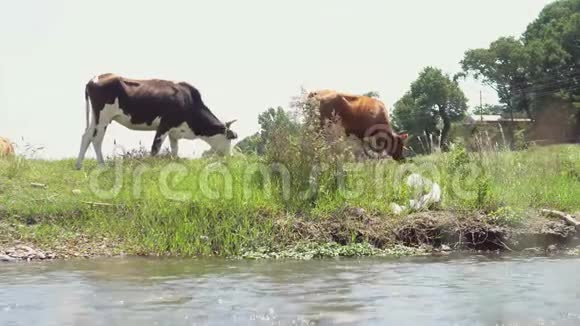 一群奶牛在河边的草地上吃草视频的预览图
