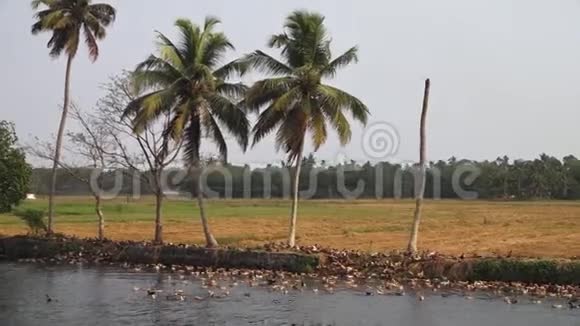 印度数百只鸭子在水里视频的预览图