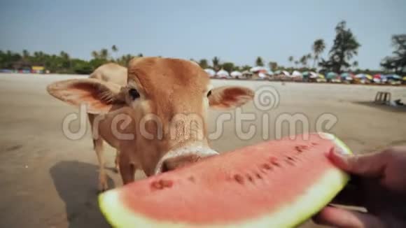 阿拉姆波海滩上的一头牛从游客手吃西瓜视频的预览图
