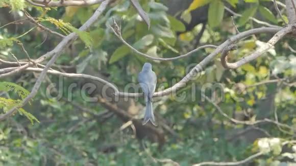 热带雨林中树枝上的Bird视频的预览图