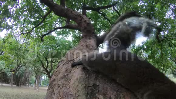 4kpallas松鼠在树公园森林的树枝上散步感到好奇视频的预览图