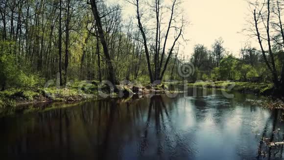 春天的森林没有树叶覆盖河流视频的预览图