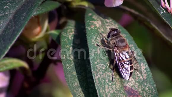 慢运动的宏观昆虫在明亮的阳光下美丽的特写蜜蜂在树叶上视频的预览图