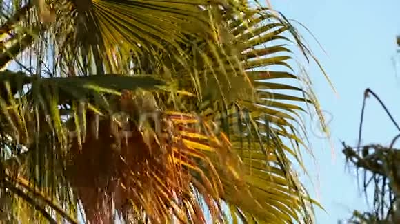 棕榈树视频的预览图